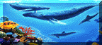 petstour92.gif (7504 bytes)