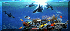 petstour94.gif (7945 bytes)