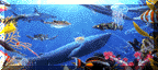 petstour991.gif (8554 bytes)