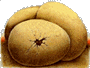 Dragon Eggs