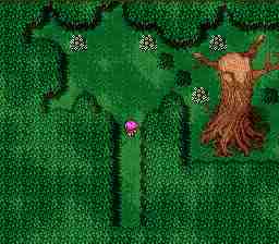 walk14forest1.jpg (7966 bytes)