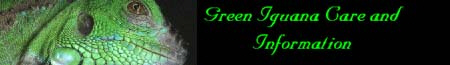 Green Iguana Care and Information