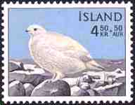 Rock Ptarmigan in Winter Plumage