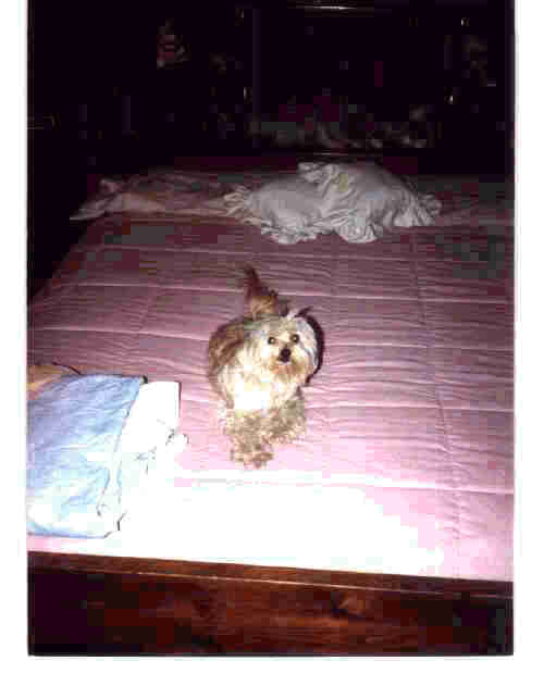 PEP.jpg (18577 bytes)