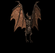 bat.gif (42451 bytes)