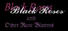 black_roses_webring.gif (4392 bytes)