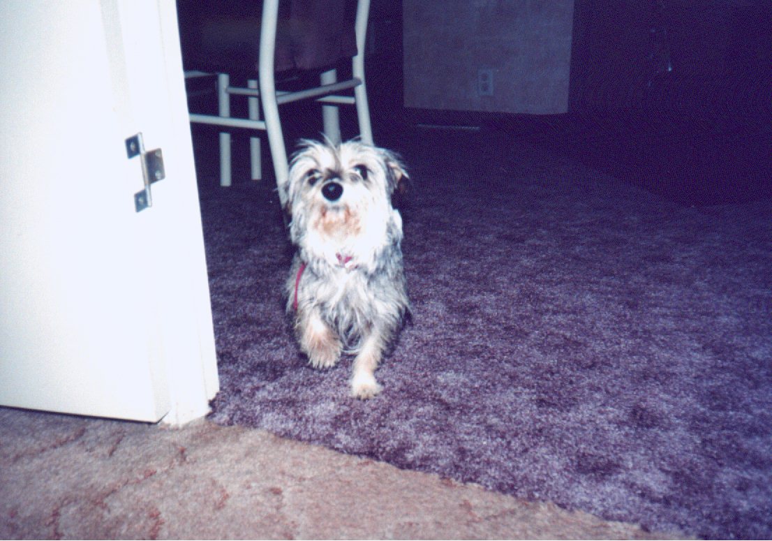 mitzi.jpg (168860 bytes)