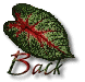 caladiumback.gif (4564 bytes)