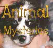 Animal Mysteries