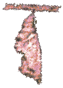 crysdrka.gif (5043 bytes)