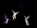 litefairies.GIF (15640 bytes)