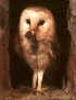 owl