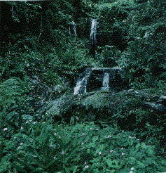 Yunque Image