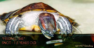 Snot's razor beak going for some munchies