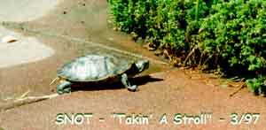 Snot searching for H. regallis