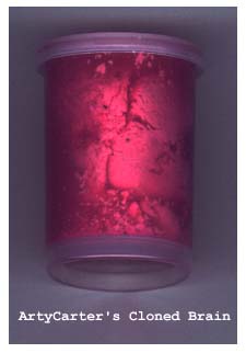 brain.jpg (8687 bytes)