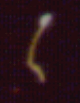 pumpkin.jpg (59322 bytes)