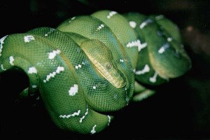emeraldboa.jpg (16065 bytes)