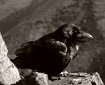 raven2.jpg (12050 bytes)