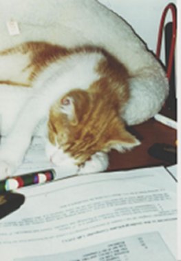 cat_reading.jpg (16639 bytes)