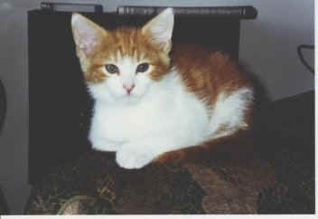 kitty_bigears.jpg (13113 bytes)