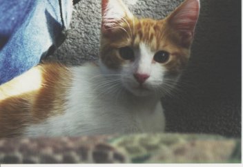 kitty_didnt_do_anything.jpg (16476 bytes)