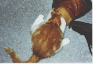 shoehead.jpg (15150 bytes)