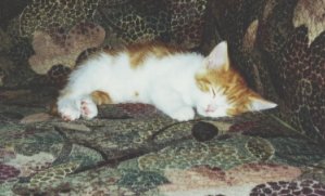 sweepy.jpg (15554 bytes)