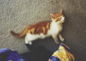 tinykitty.jpg (18120 bytes)