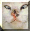catbee.jpg (31983 bytes)