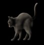 Black Cat