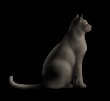 Black Cat