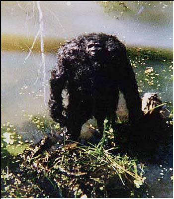 bigfoot1.jpg