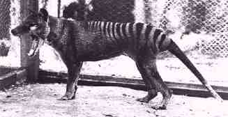 thylacine.jpg (7764 bytes)