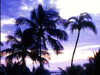 Native Forest Network