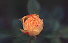 Rose, Top view