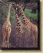 giraffes