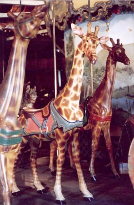 giraffes
