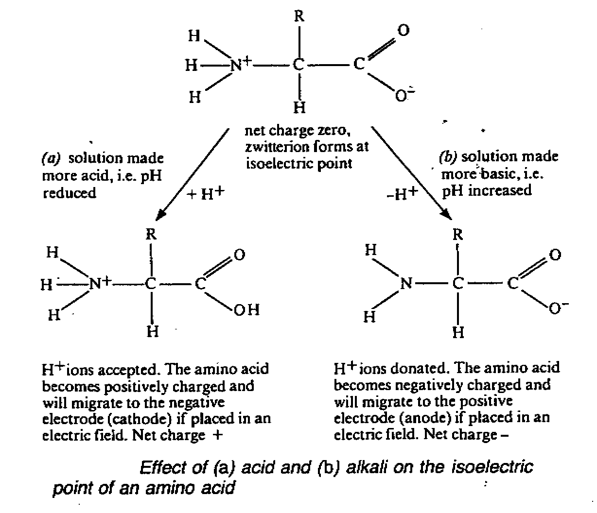 c4.gif (23238 bytes)