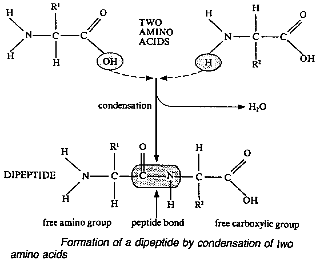 c5.gif (16737 bytes)