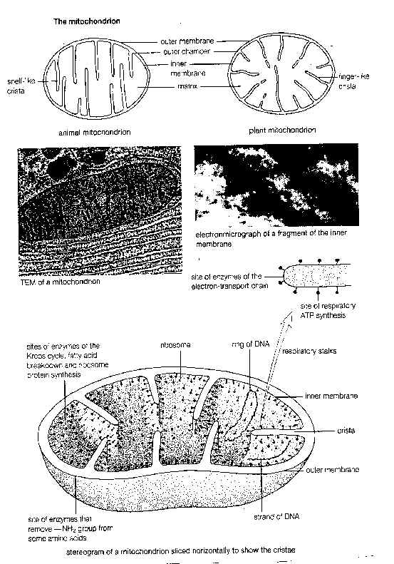 wpe1.jpg (86932 bytes)