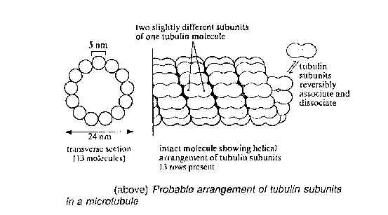 wpe2.jpg (23482 bytes)