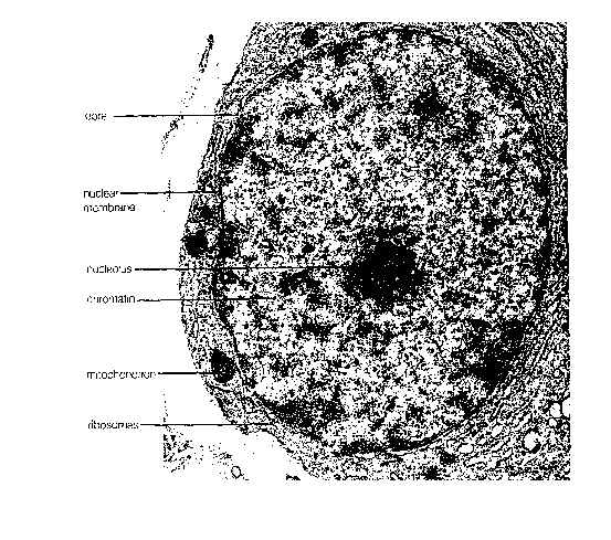 wpe3.jpg (73295 bytes)