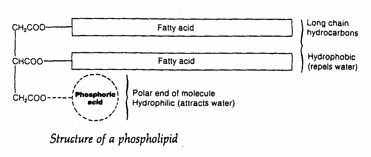 d7.jpg (260247 bytes)