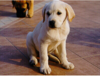 pak.jpg (127787 bytes)