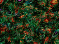 Another PalandorZone Wallpaper  (convert to BMP) in jpg or gif format