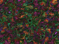 Another PalandorZone Wallpaper  (convert to BMP) in jpg or gif format