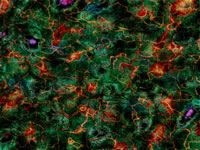 Another PalandorZone Wallpaper  (convert to BMP) in jpg or gif format