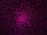 Another PalandorZone Wallpaper  (convert to BMP) in jpg or gif format