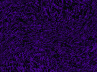 Another PalandorZone Wallpaper  (convert to BMP) in jpg or gif format